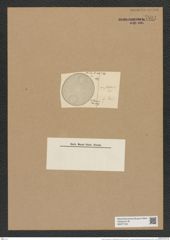 Auliscus punctatus var. striolatus Rattr (de-Toni-Nr.: Genus 171, Species 4326) Zeichnungen Sammlung Grunow Nr. 7894 (NHMW-BOT-W0377162)